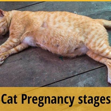 Cat Pregnancy Stages You Should Know About Zooawesome