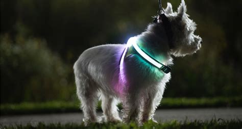 Dann abonniere bei gefallen doch meinen rss feed. LightHound awarded best LED dog harness ever! (DogLab ...
