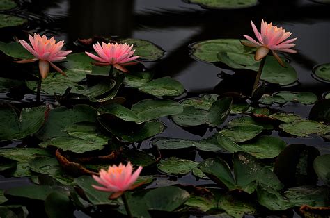 Water Lilies 4k Ultra Hd Wallpaper And Background Image 4288x2848