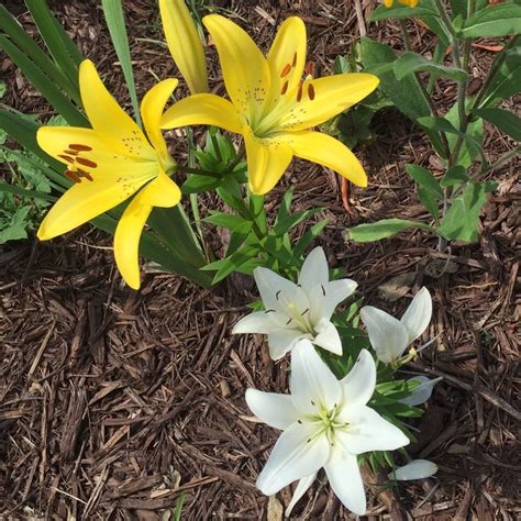 Check spelling or type a new query. Zone 5 Lily Plants - Best Lilies For Zone 5 Gardens