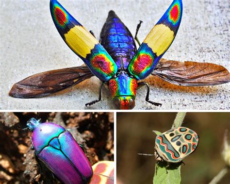 The Featured Creature 5 Of The Most Beautiful Beetles On The Planet