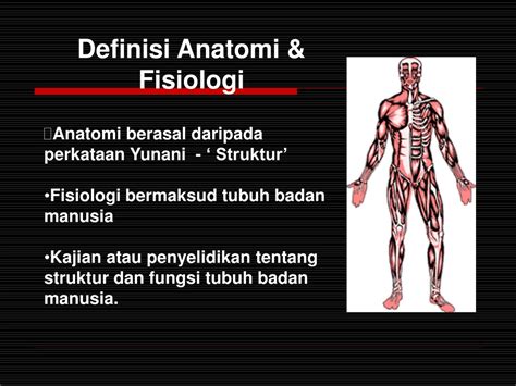 Struktur Dan Fungsi Anatomi Tubuh Manusia Ppt Images And Photos Finder