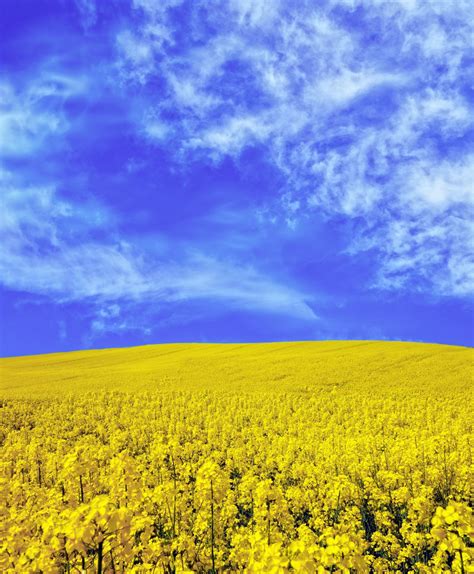 Rape Field Blossom Yellow Sky Free Stock Photo Public Domain Pictures