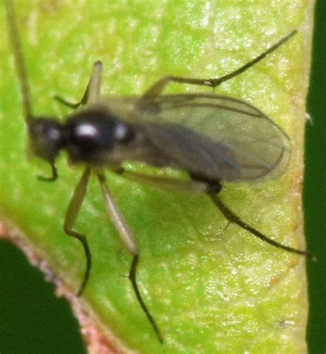 Black Winged Fungus Gnat Epidapus Bugguidenet