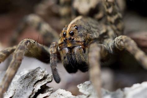Florida Spiders A Guide To Local Species Excel Services