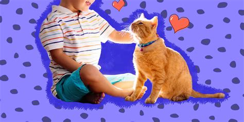 How To Take Care Of A Cat For Kids Dodowell The Dodo