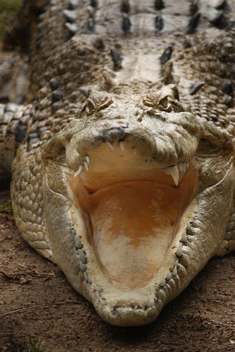 Free Images Wildlife Fauna Cuba Snake Vertebrate Crocodiles