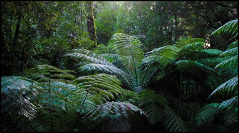 Cool Climate Rainforest Plant And Nature Photos Morbil