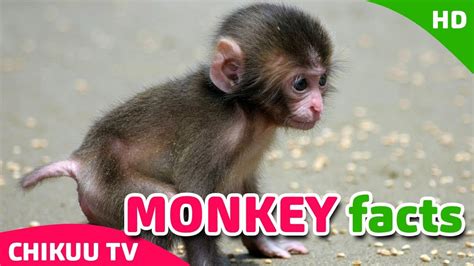 Monkey Facts Monkey Animals For Children Preschool Learning