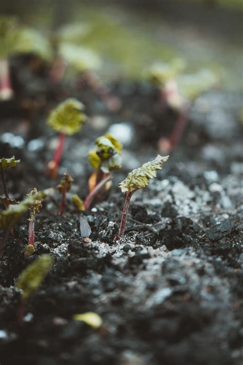Sprouting Pictures | Download Free Images on Unsplash