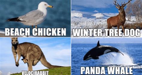 26 Hilariously Accurate New Names For Animals