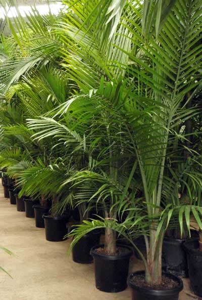 Indoor Majesty Palm Tree Care Costa Farms Majesty Palm Tree Live