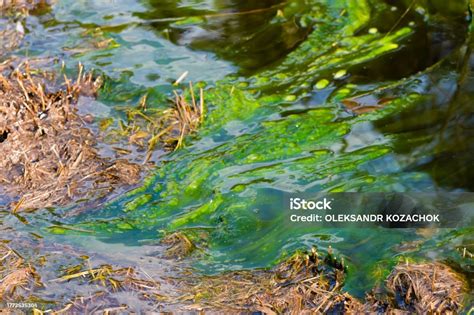 Water Pollution By Blooming Bluegreen Algae Cyanobacteria Is World