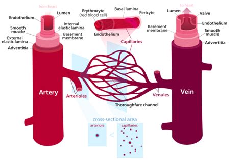 Why Do Capillaries Have Small Lumen