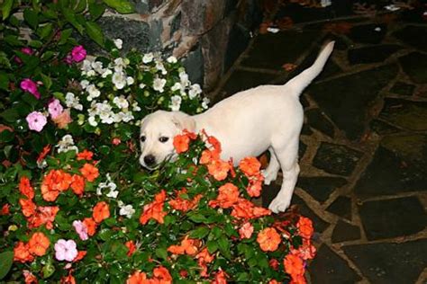Planting A Dog Friendly Garden Dengarden