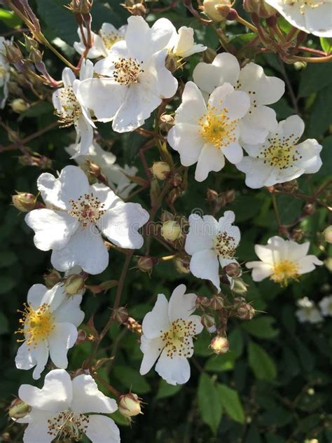 Heirloom Single Petalled White Climbing Rose Flower 50 Seed Garden