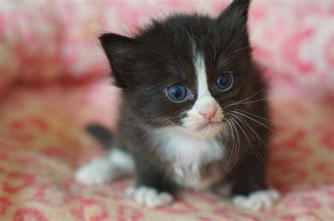 black bicolor mitted ragdoll white - Ragdoll Kittens For Sale