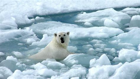 Will The New Recovery Plan Help Save Polar Bears From Rising Temperatures