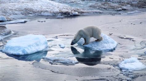 Endangered Species Polar Bears Youtube