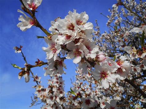 Flowering Almonds Editorial Image Image Of Tree Almond 176055730