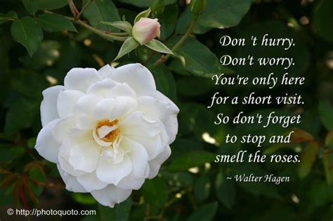 Let these rose quotes inspire you. Stop And Smell The Roses Quotes. QuotesGram