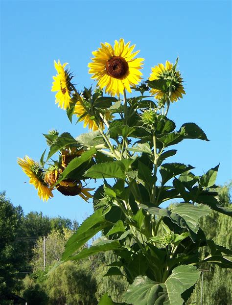East Coast/West Coast/North Coast: Sunflowers