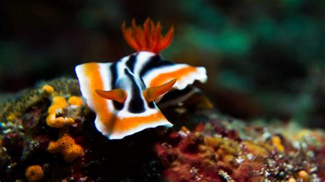 The 10 Best Sea Creatures To Film Underwater Africa Media