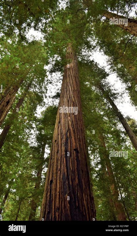 Redwood Trees In The Jedediah Smith Redwoods State Park Stock Photo Alamy