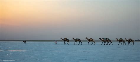 Heste De Beer Caravan Of Camels Danakil Ethiopia Africa Geographic
