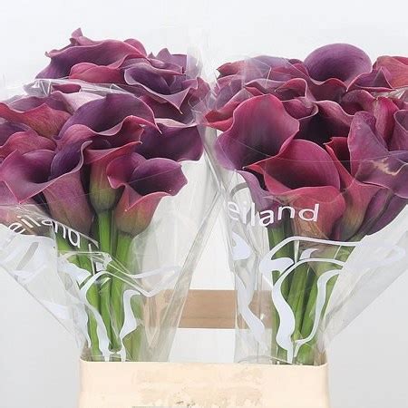 Calla Lily Captain Promise Cm Wholesale Dutch Flowers Florist