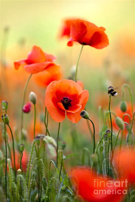 Red Corn Poppy Flowers 06 Photograph By Nailia Schwarz Pixels