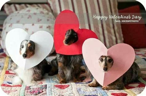 Happy Valentines Day Dog Valentines Valentines Day Dog Dachshund Love