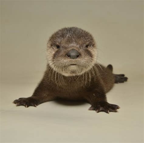25 Cute Otter Những Hình ảnh đáng Yêu Về Con Vượn