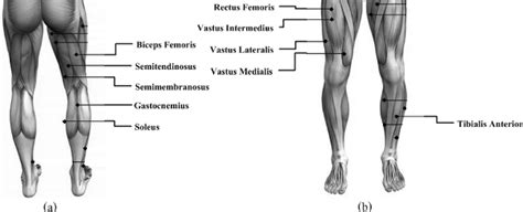The hamstrings are the big muscles on the back of your thighs. The muscle locations for (a) the back of leg including the ...