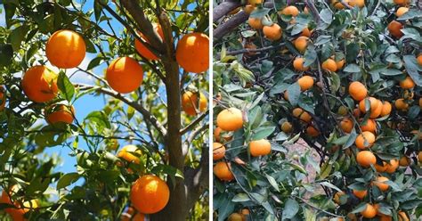 Tangerines Vs Oranges Explained Laptrinhx News