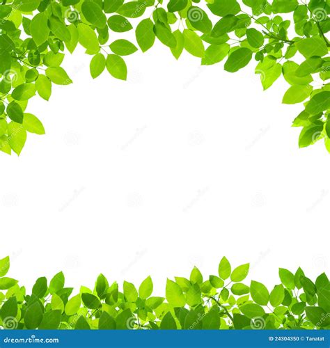 Borders With Leaves Leaves Border High Res Stock Images Shutterstock