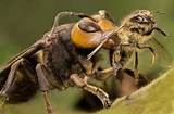 Images of Killer Chinese Wasp