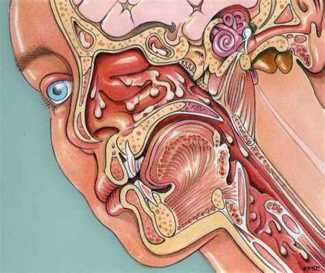 Anatomy Throat Anatomy Human Anatomy Female Medical Illustration