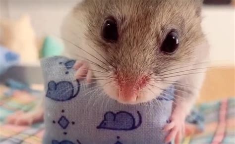 How One Tiktok Hamster Is Doling Out Advice On The Coronavirus
