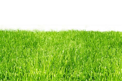 Organic Grow Green Lawns