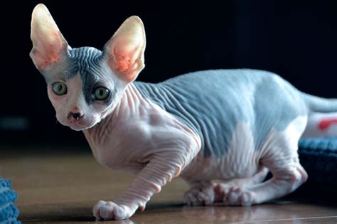 10 Really Interesting Facts About Hairless Cats Cat Breeds Hairless