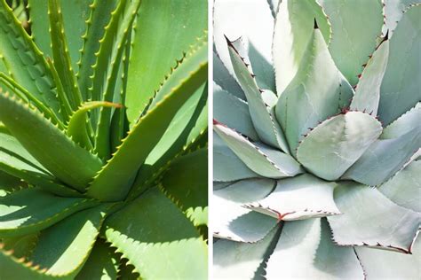 Agave Vs Aloe Vera Whats The Difference Planthd