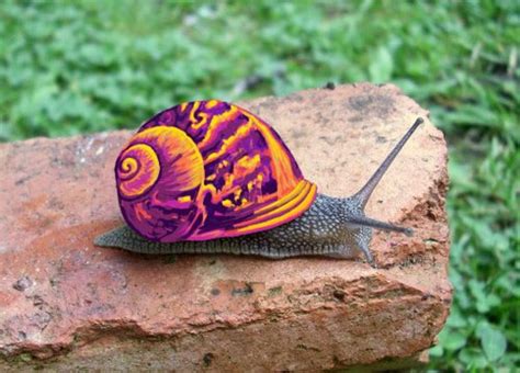 10 Awesome Painted Snails