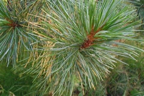 Sosna Limba Pinus Cembra Sprawdź Ceny Sadzonki W