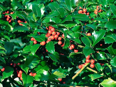 How To Grow An American Holly Tree Gardening Channel