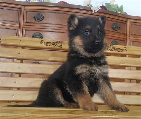 Unlike other dog breeds, german shepherds are extremely a variety of dog breeds are widely available for adoption today. German Shepherd Puppies For Sale Indiana | GSD Puppies IN