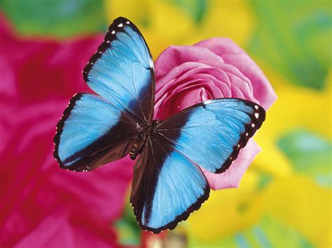 Discover photography of butterflies in the wilderness. Unique Wallpaper: Exotic Butterfly