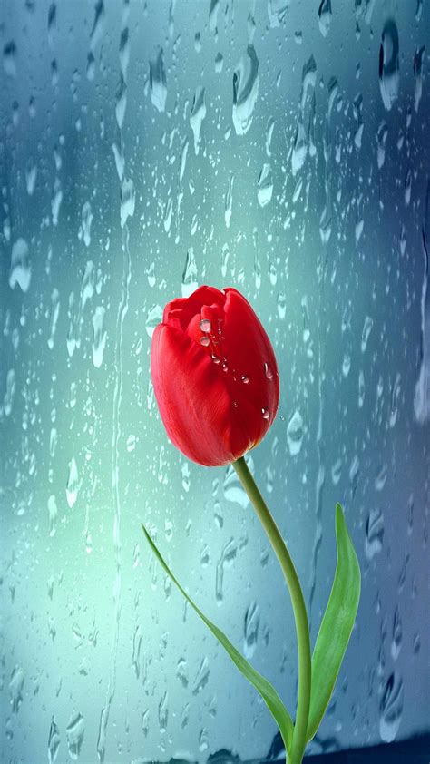 Tulip Drops Flower Glass Rain Hd Phone Wallpaper Peakpx