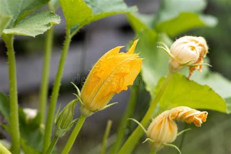 Beautiful Zucchini Plant With Yellow Flower And Green Leaves Is In A