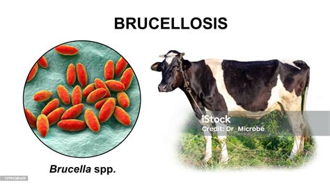 Brucella Bacteria The Causative Agent Of Brucellosis In Cattle And